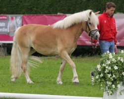 Pferd Stute von Maestro (Haflinger, 2010, von Maestro)