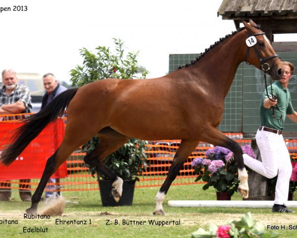 broodmare Rubitana (Rhinelander, 2009, from Rubitano)