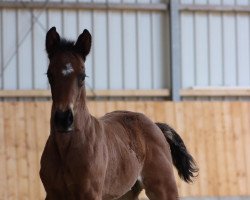 Springpferd Komtessa L (Trakehner, 2021, von Tecumseh)