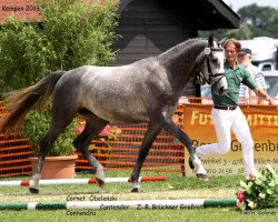 Zuchtstute Cornetta 29 (Rheinländer, 2010, von Cornet Obolensky)