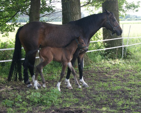 broodmare Coco Zoe (Westphalian, 2007, from Condiro)