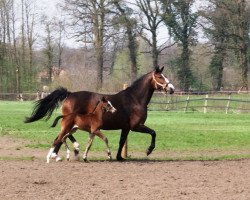 broodmare Claire (Westphalian, 1999, from Cordobes I)