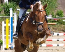 Pferd Arlando (Haflinger, 1998, von Amadeo)