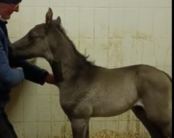 Pferd Kastor (Trakehner, 2022, von Hitmos)