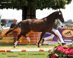 broodmare Ferra (Rhinelander, 2010, from Fiorano)