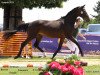 dressage horse Bernice (Rhinelander, 2010, from Bordeaux 28)