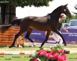 dressage horse Bernice (Rhinelander, 2010, from Bordeaux 28)