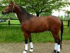 dressage horse Rendezvous 87 (KWPN (Royal Dutch Sporthorse), 2009, from Rock Forever NRW)