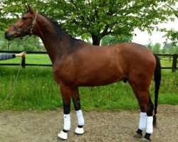 dressage horse Rendezvous 87 (KWPN (Niederländisches Warmblut), 2009, from Rock Forever NRW)