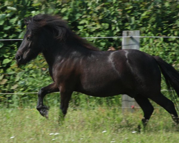 Pferd Kristof of Baltic Sea (Shetland Pony, 2008, von Karuso of Baltic Sea)