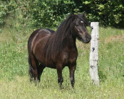 horse Kilano of Baltic Sea (Shetland Pony, 2005, from Klavier van 't Laantje)