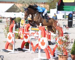 jumper Guinness (KWPN (Royal Dutch Sporthorse), 2011, from Corland)