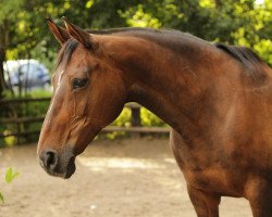 broodmare Rawinija (Hessian Warmblood, 1995, from Reverend)