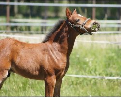 dressage horse Cosmo's Soul ST (German Riding Pony, 2020, from Cosmo Callidus NRW)