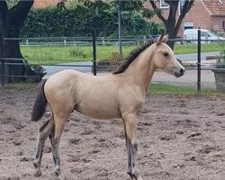 dressage horse Geronimo ST (German Riding Pony, 2021, from Genesis BL)