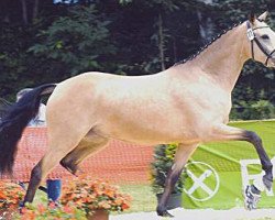 Zuchtstute Coolness (Deutsches Reitpony, 2004, von FS Champion de Luxe)