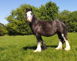 broodmare Moana von Motunui (Tinker / Irish Cob / Gypsy Vanner, 2014)