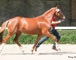 Zuchtstute Danielle Rubin (Deutsches Reitpony, 2010, von FS Don't Worry)