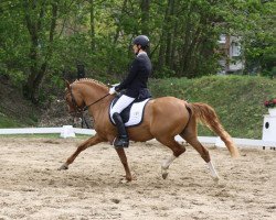 stallion Djumanji J (German Riding Pony, 2009, from FS Don't Worry)