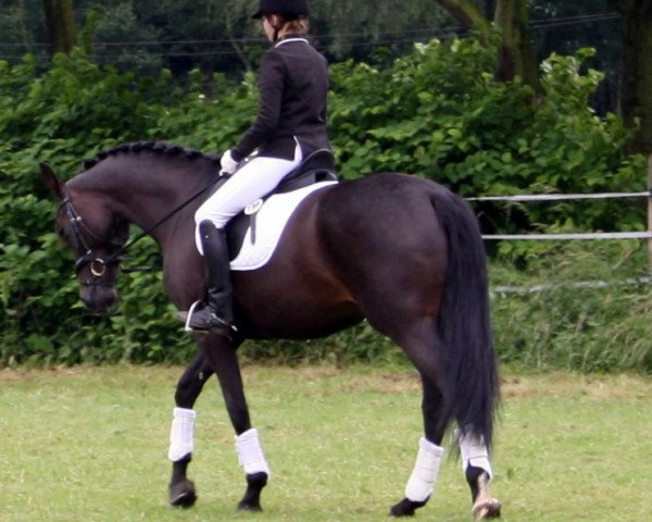 broodmare Desdination's Moonlight (Oldenburg, 2007, from Rubinus)