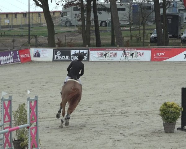 FEI Reitturnier Westergellersen (GER) 2022