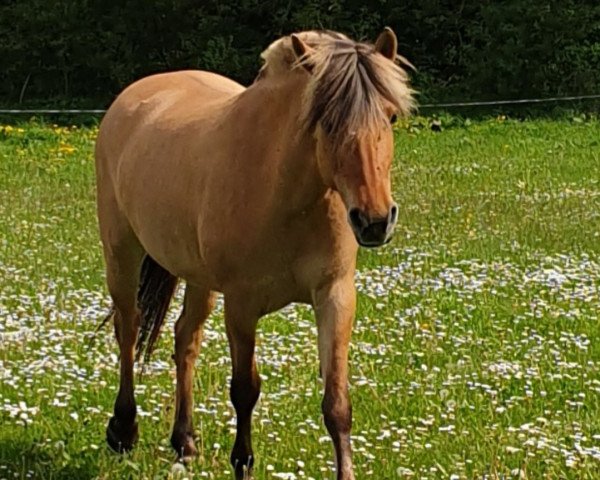 broodmare Neuensteins Sina (Fjord Horse, 2017, from Kalino)