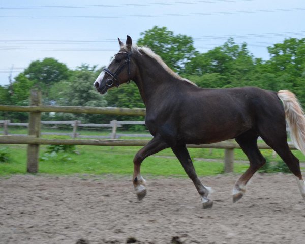 horse Hermine (Black Forest Horse, 2016, from Rubiniero)