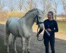 dressage horse Ribbons Gantee (Welsh-Pony (Section B), 2015, from Wolling's Dante)