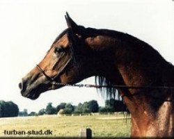 Deckhengst Orion ox (Vollblutaraber, 1984, von Aloes ox)