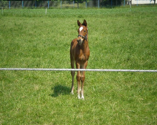 dressage horse Sheamus (Westphalian, 2013, from Swiss Made)