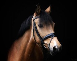 dressage horse Coco Nut SE (Deutsches Reitpony, 2012, from Classic Dancer I)