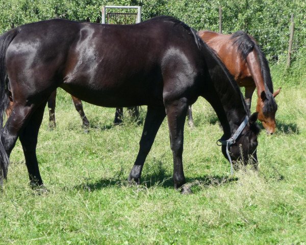 broodmare Luna (Württemberger, 1996, from Lanthano)