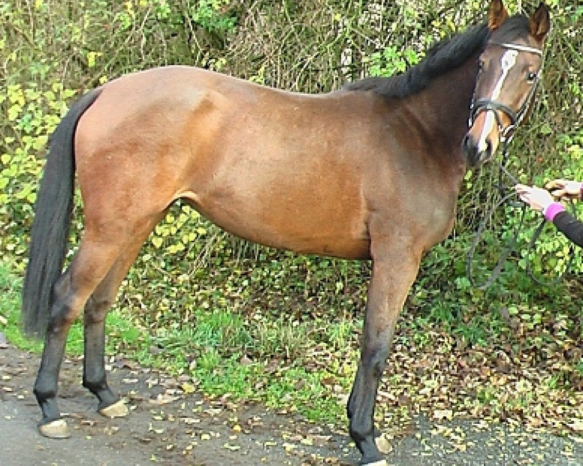 jumper Chanel la belle (Holsteiner, 2009, from Colman)
