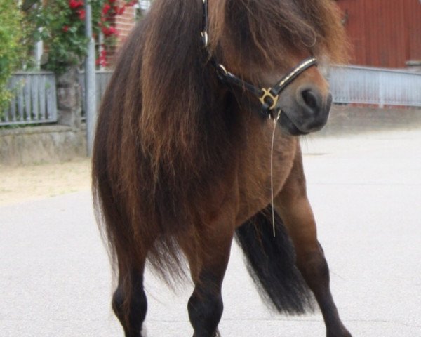 Deckhengst Adrian von Warfen (Dt.Part-bred Shetland Pony, 2002, von Amigo v.d.Geest)