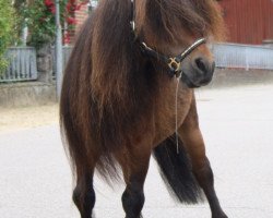 stallion Adrian von Warfen (Dt.Part-bred Shetland pony, 2002, from Amigo v.d.Geest)