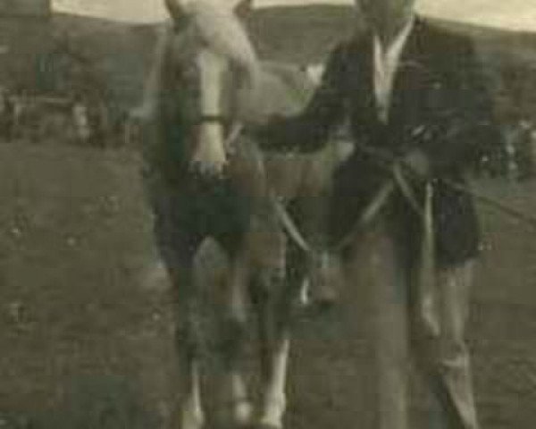 Deckhengst Highlight Creme Puff (Welsh Mountain Pony (Sek.A), 1955, von Good Majority)