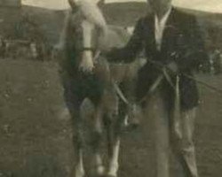 stallion Highlight Creme Puff (Welsh mountain pony (SEK.A), 1955, from Good Majority)