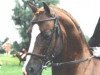 horse Oakley (C) Bubbling On (Welsh Partbred, 1976, from Wingrove Minkino)