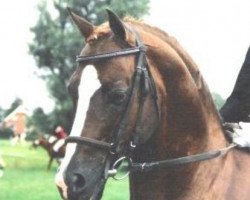 stallion Oakley (C) Bubbling On (Welsh Partbred, 1976, from Wingrove Minkino)