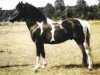stallion Poncho B 387 (Lewitzer, 1973, from Poddi)