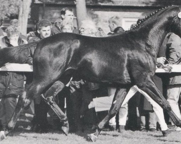 stallion Weltpokal (Hanoverian, 1992, from Woodstock)