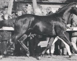 stallion Weltpokal (Hanoverian, 1992, from Woodstock)