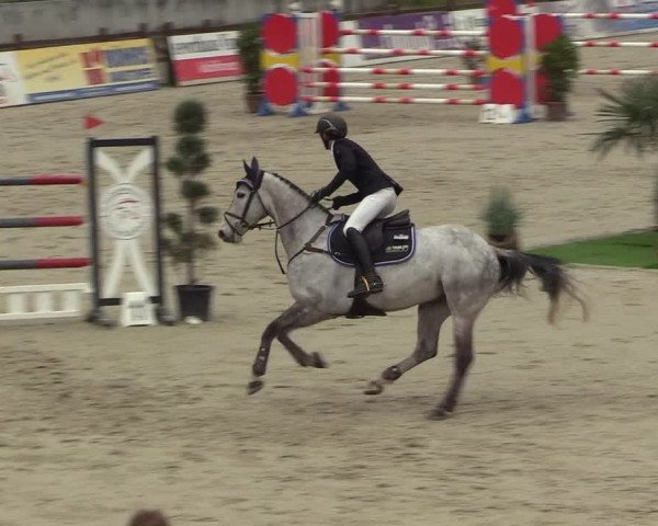 FEI Reitturnier Westergellersen (GER) 2022