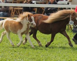 broodmare Nadien (Shetland pony (under 87 cm), 2006, from Fairytail Basil Brush)