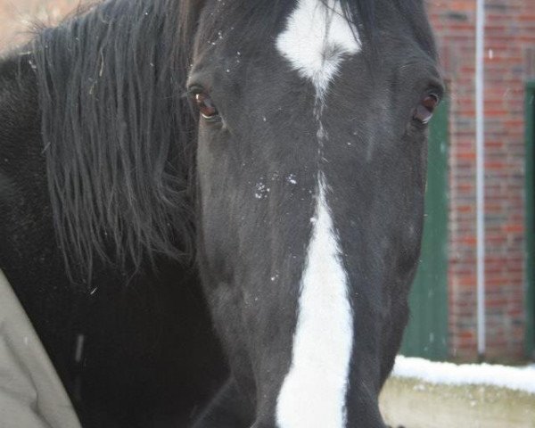broodmare Maxime (KWPN (Royal Dutch Sporthorse),  , from Baltimore)