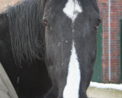 Zuchtstute Maxime (KWPN (Niederländisches Warmblut),  , von Baltimore)