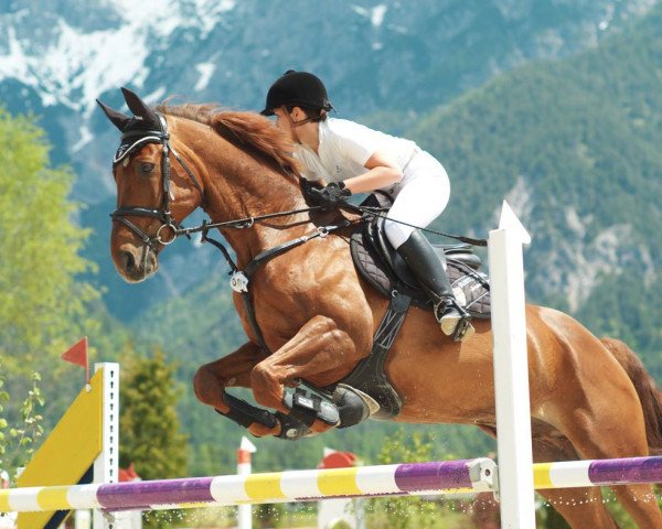 horse Raphaelo 31 (Rhinelander, 2003, from Rapallo)