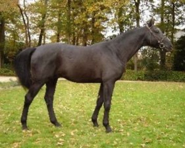 stallion Kiriel du Banco (Selle Français, 1998, from Urbain du Monnai)