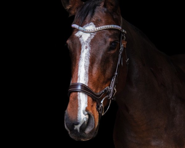 broodmare Nessita xx (Thoroughbred, 2011, from Negros xx)