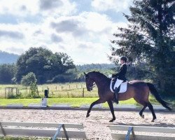 dressage horse Leviticus T.K. (Bavarian, 2012, from Landry)